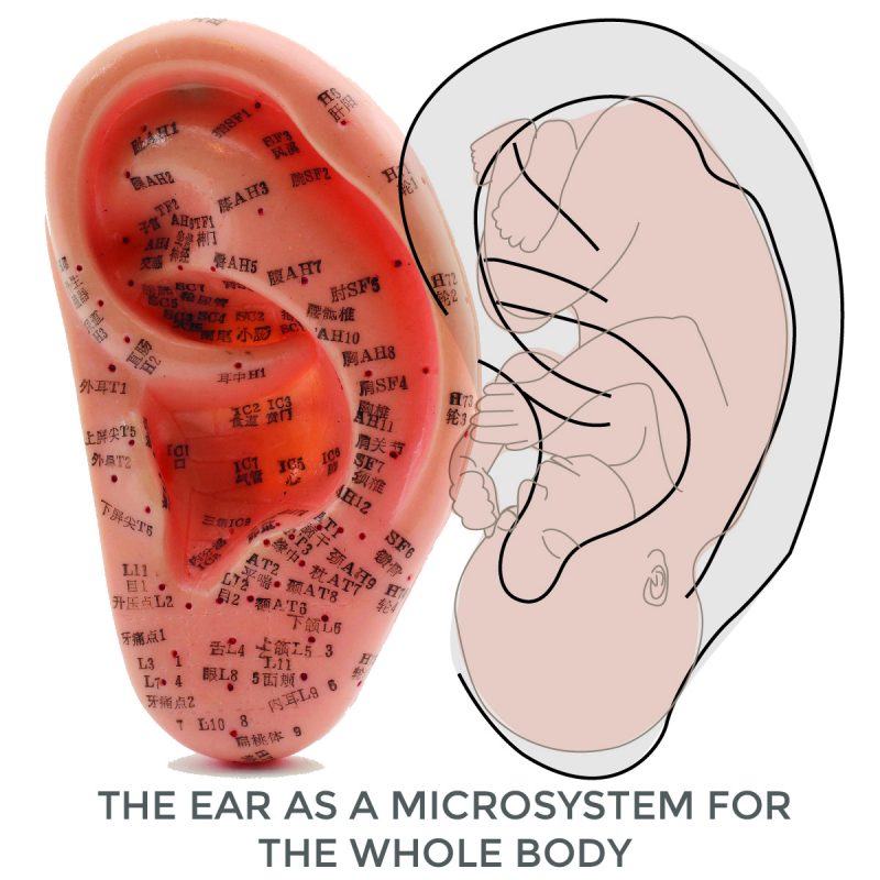 Ear Seed Placement Chart