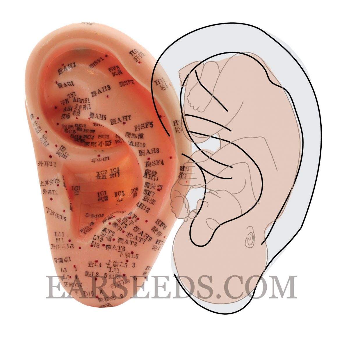 Nogier Ear Chart