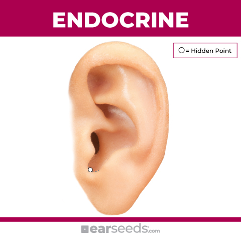 endocrine point