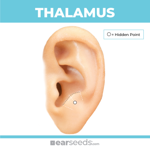 thalamus-point